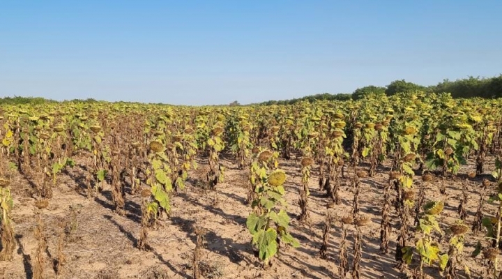 Anapo: Sequía y heladas disminuyen producción de granos en Santa Cruz |  Brújula Digital