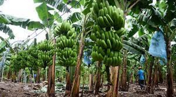 Bananeros cochabambinos disuelven convenio con el Gobierno