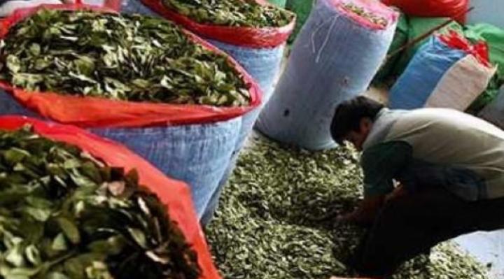 Adepcoca denuncia que el mercado paralelo de la coca “fomenta el narcotráfico”