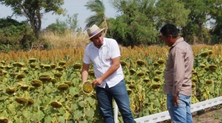 Anapo pide al Gobierno dejar de regular el mercado del maíz, sorgo y trigo, y liberar transgénicos