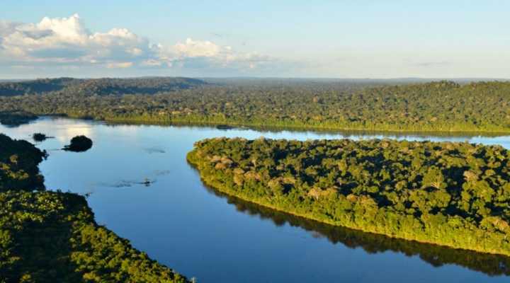 La deforestación en la Amazonía acelera el punto de no retorno, advierte WWF
