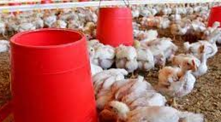 Senasag cierra zona de contención de la gripe aviar y destruye huevos de granjas observadas