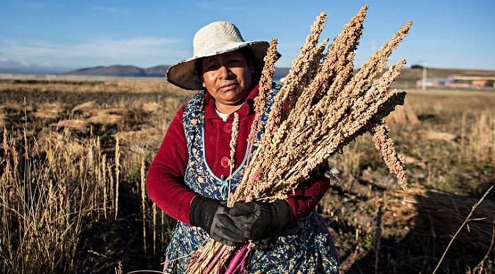 Productores y exportadores demandan a la Aduana evitar contrabando de la quinua real hacia el Perú