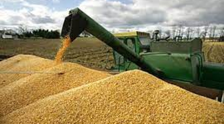 Anapo teme que escasez de dólares incremente costos de producción de granos y oleaginosas 