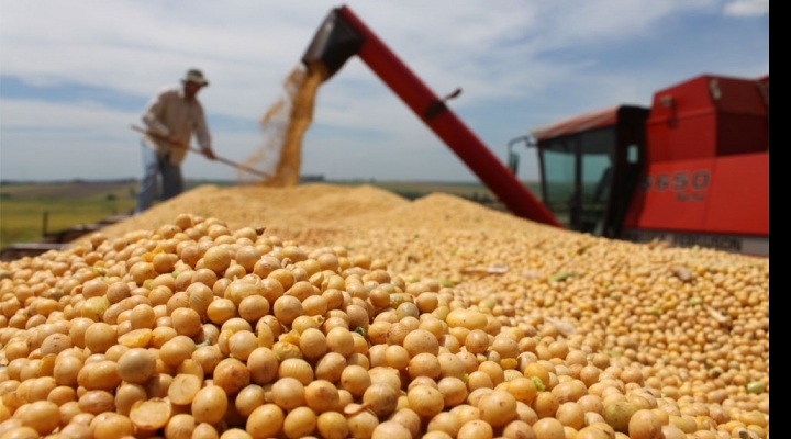 El Gobierno liberó la exportación de soya hasta el 60% de la producción nacional