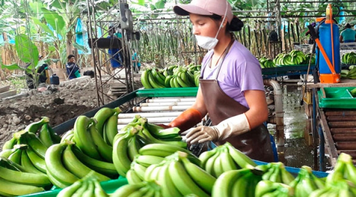 Bananeros de Cochabamba suspenden exportación del producto a Argentina