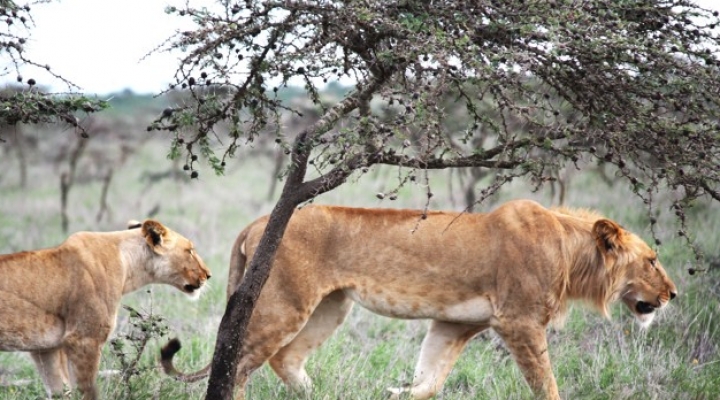¿Puede una hormiga alterar la vida de un león africano? Un nuevo estudio demuestra que sí