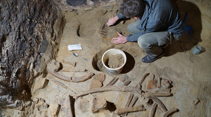 Hallan en una bodega austríaca restos de mamut de unos 40.000 años