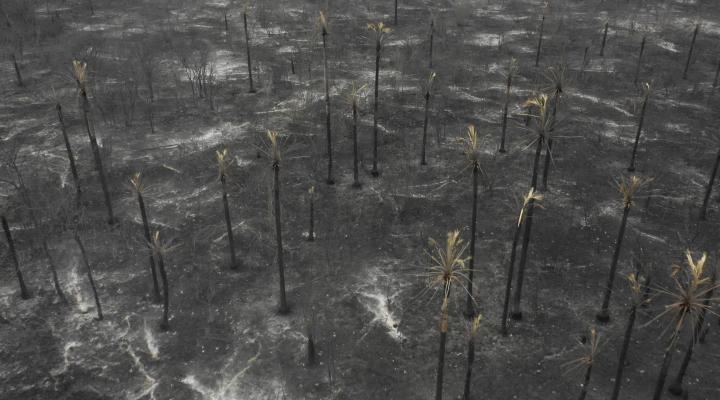 2,1 millones de hectáreas de bosques, pastizales y sabanas fueron quemadas en el país