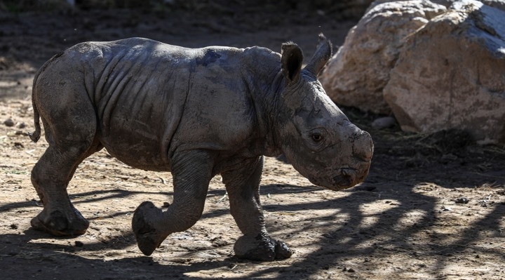Nace en un zoológico chileno la tercera cría de rinoceronte blanco de Sudamérica