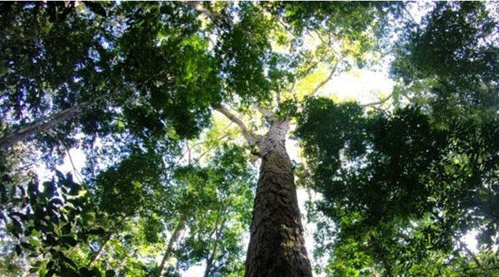 El hallazgo del árbol más alto del Amazonas (y por qué es una incógnita su gran tamaño)