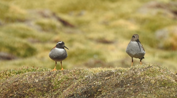 Especie en riesgo: En 98 bofedales se avistaron solo 10 chorlos cordilleranos, la minería es uno de los factores