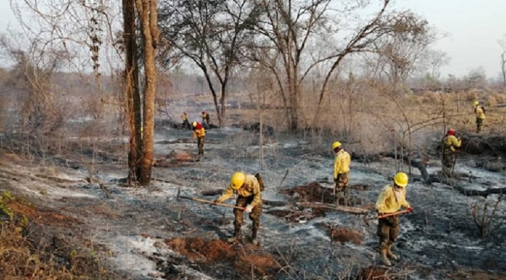 Gobierno central y gobernación cruceña anuncian planes para reforestar la Chiquitanía dentro de la etapa postincendio