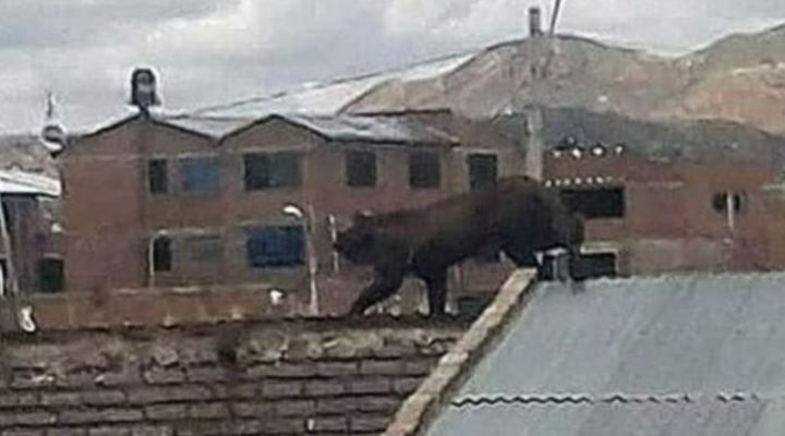 Murió el puma andino que asustaba en la ciudad de Oruro