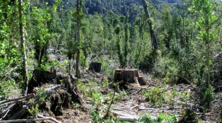 Para evitar deforestación y quemas ilegales, ABT y Anapo firman convenio