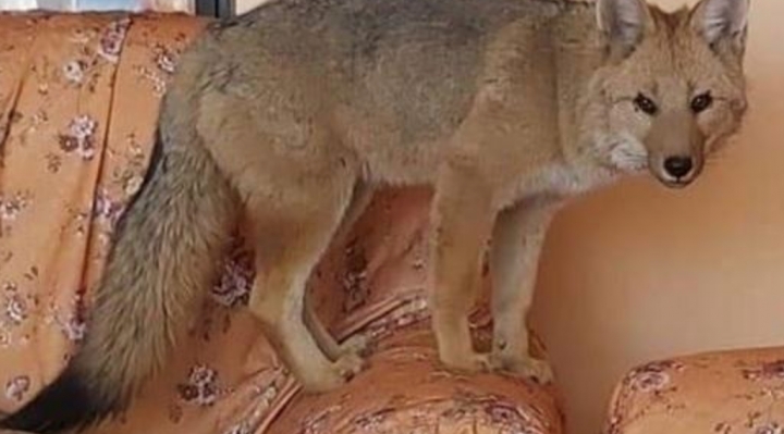 Contra el pedido de los biólogos, campaña del ministro de Gobierno ayudó a que el zorro Antonio vuelva a Oruro