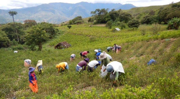 UNODC: Hasta un 48% de la coca producida en Bolivia se va al mercado ilegal