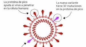 B.1.1.529: por qué causa preocupación la variante del coronavirus altamente mutada hallada en Sudáfrica