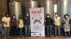 Chicha Taquiña dinamiza la producción tradicional de maíz en Cochabamba