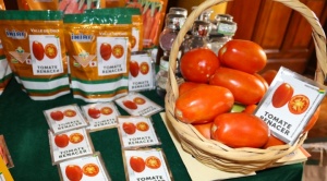 INIAF lanza nuevas variedades para fortalecer la producción de trigo, zanahoria y tomate