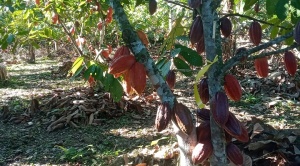 El cacao boliviano arrasa en París y tejen planes para consolidar mercados en Europa 