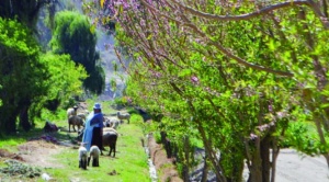 La agroindustria reduce las tierras dedicadas a la producción orgánica de alimentos y genera migración rural