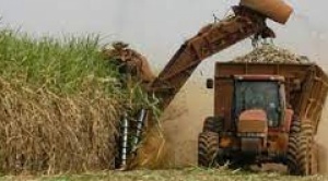 Gobierno garantiza normal exportación de azúcar y cañeros suspenden "tractorazo" y bloqueos