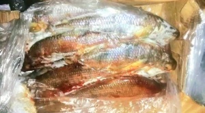 Aduana y Senasag decomisan 16 toneladas de pescado que ingresaba vía contrabando 