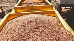 Anapo propone un decreto por “emergencia alimentaria” para importar maíz transgénico