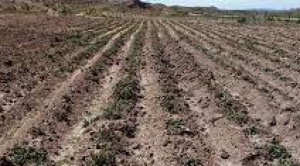 Heladas y granizadas dejan 13 mil ha de cultivos dañados y 19 mil familias afectadas