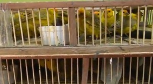 Pofoma detiene a 3 personas por tráfico de 570 gorriones pecho amarillo
