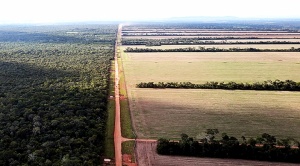 Laguna Concepción, Bolibras, y San Ignacio de Velasco son las tres áreas más afectadas por la deforestación en Santa Cruz 1