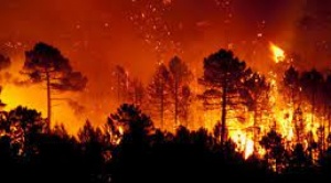 En medio del desastre ambiental por incendios forestales, Gobierno anuncia construcción de la Planta de Biodiosel-1