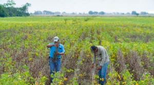 Anapo repudia intentos de toma de tierras y exige al Gobierno garantizar el derecho de propiedad