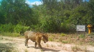 GTB impulsa acciones en coordinación con el Parque Kaa Iya para conservar al jaguar