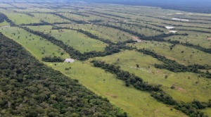 En Bolivia, el bosque seco Chiquitano está en grave riesgo de desaparecer