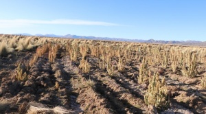 En un mes, familias afectadas por la sequía aumentan en 347% en Bolivia 1