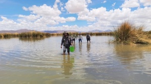 El 85% de peces nativos del lago Titicaca está desapareciendo y el Gobierno prepara la siembra de 10 millones de alevines