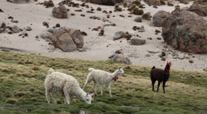 FAO dona a Bolivia a través del Fondo Verde, $us 33,3 millones para combatir el cambio climático 