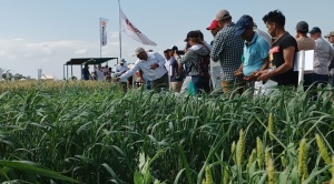 Cultivos de invierno del Este consolidan el manejo sostenible de la producción agrícola en Santa Cruz