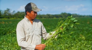Bolivia: Soya y rotación de cultivos, la fórmula para la agricultura sostenible