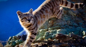 Aumento de avistamientos de gatos andinos en Apolobamba entusiasma a los científicos