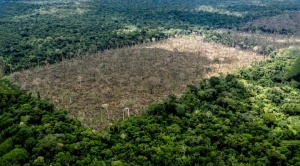 Según estudio, producción de soya provoca en Bolivia una deforestación siete veces mayor a la de Brasil