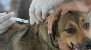 La campaña de vacunación antirrábica alcanza a 1,79 millones de canes en el país