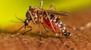 El dengue en las Américas marca un nuevo récord con 4,3 millones de casos