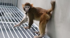 Científicos chinos clonan con éxito a ReTro, un mono de la especie rhesus 