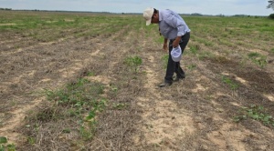 Por sequía, la Anapo prevé disminuir 600 mil t en la producción de soya de este verano