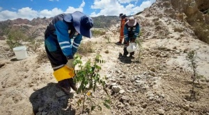 Alcaldía foresta exrelleno sanitario de Alpacoma con 1.500 plantines