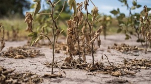 Reportan más de 200 mil has de soya afectadas por sequía en 4 municipios cruceños y Gobierno anuncia créditos