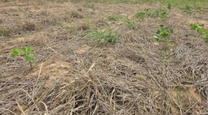La sequía daña miles de toneladas de soya  y las exportaciones descienden en Bolivia